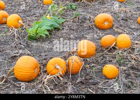 ampio campo con molte zucche Foto Stock