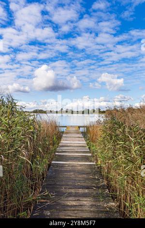 Passerella e canne sul lago di Cracovia nel villaggio di Serrahn, Germania. Foto Stock