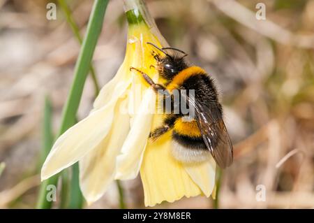 bumblebee su un narciso selvatico, Narcissus pseudonarcissus, Berga, Catalogna, Spagna Foto Stock