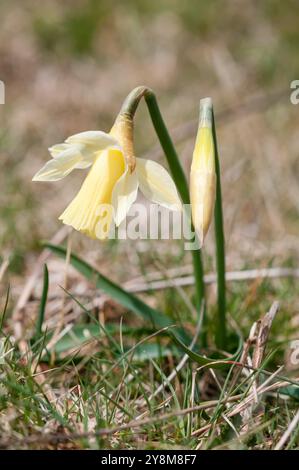 Narcisi selvatico, Narcissus pseudonarcissus, Berga, Catalogna, Spagna Foto Stock