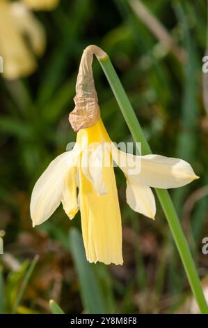 Narcisi selvatico, Narcissus pseudonarcissus, Berga, Catalogna, Spagna Foto Stock