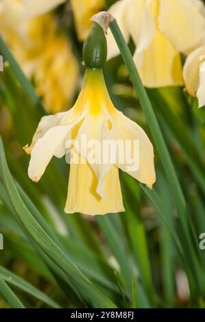 Narcisi selvatico, Narcissus pseudonarcissus, Berga, Catalogna, Spagna Foto Stock