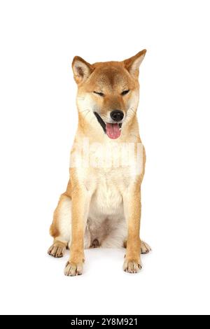 Shiba Inu isolato su sfondo bianco Foto Stock