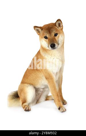 Cane giapponese Shiba Inu di fronte a uno sfondo bianco Foto Stock