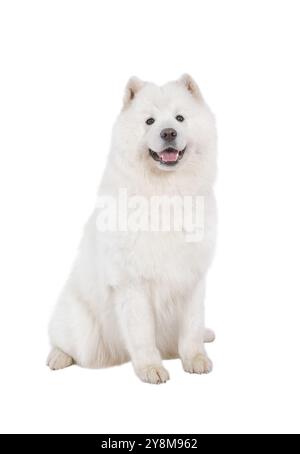 Cane Samoiato isolato su sfondo bianco Foto Stock