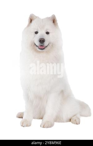 Samoyed Dog, guarda la macchina fotografica. Isolato su sfondo bianco Foto Stock