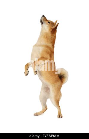 Cane Shiba inu in piedi su zampe posteriori isolate su sfondo bianco Foto Stock
