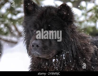 Ritratto della razza di cane American Akita nella foresta innevata Foto Stock