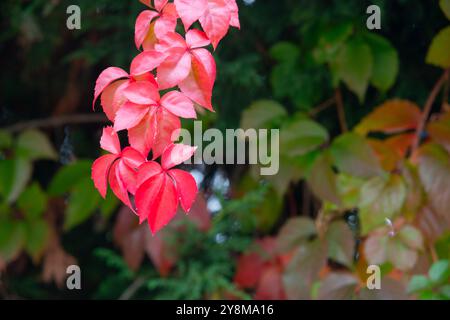 Ivy in autunno. Foto Stock