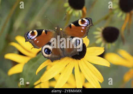 Una farfalla di pavone (Inachis io) che poggia su un fiore giallo fiorito in natura, Assia, Germania, Europa Foto Stock