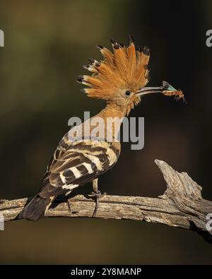 Hoopoe (Upupa epops) uccello dell'anno 2022, maschio con Grasshopper alato Blue Band (Oedipoda caerulescens) come cibo per i giovani uccelli, foraggiamento, erec Foto Stock