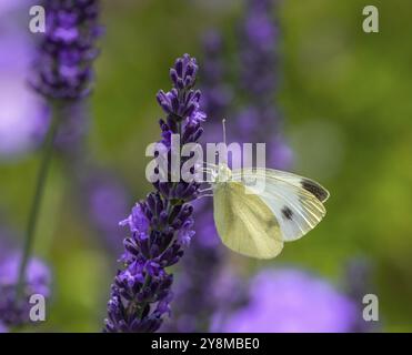 Macro di una farfalla di cavolo bianco su un fiore di lavanda viola Foto Stock