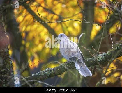 Primo piano di un piccione seduto su un albero Foto Stock