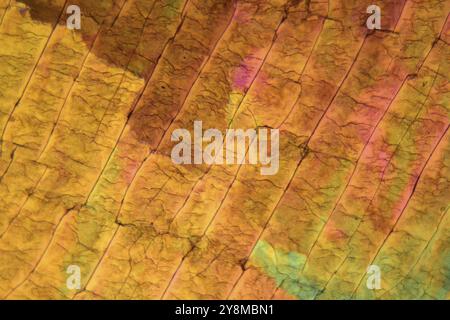 Cristalli di zolfo sotto il microscopio con un ingrandimento di 100 volte e con luce polarizzata Foto Stock