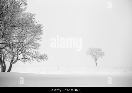 Prairie Inverno scene rurali Saskatchewan Canada Frost Foto Stock