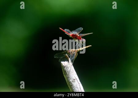 Dragonflies di accoppiamento al Serenada Eco Resort - Uganda Foto Stock