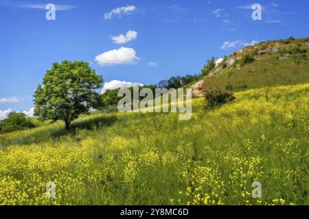 Paesaggio con un albero solitario in un prato giallo fiorito Foto Stock