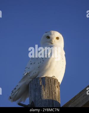 Gufo innevato in inverno a Saskatchewan, Canada, splendida Foto Stock