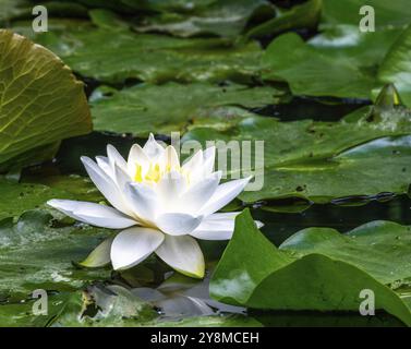 Primo piano di una white water lilly sbocciare in un stagno Foto Stock