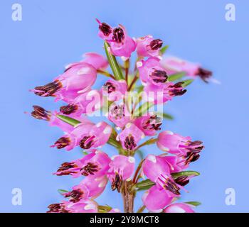 Macro di fiori da una pianta erica a fioritura invernale (erica carnea) Foto Stock