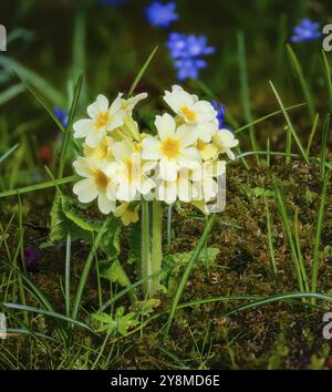 Primo piano di fiori di primula gialli nel giardino Foto Stock