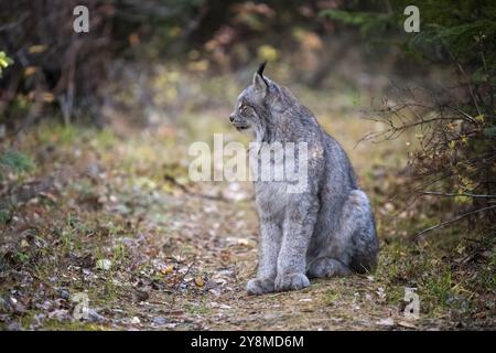 Lynx nel parco nazionale del Wild Riding Mountain Canada Foto Stock