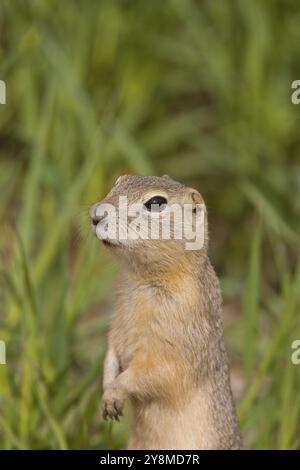 Lo scoiattolo di terra Richardson è in allerta in Canada Foto Stock