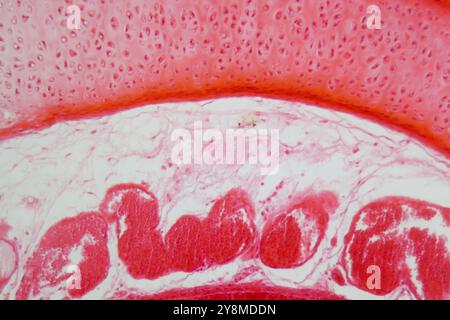 Una sezione attraverso le cellule della trachea sotto il microscopio Foto Stock