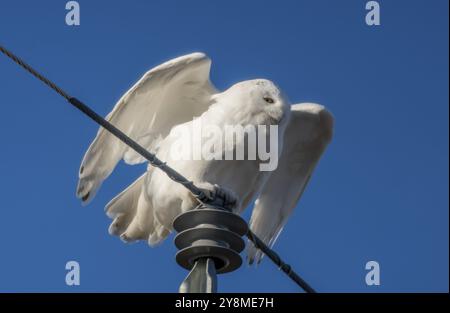 Gufo innevato in inverno a Saskatchewan, Canada, splendida Foto Stock