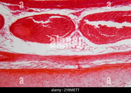 Una sezione attraverso le cellule della trachea sotto il microscopio Foto Stock