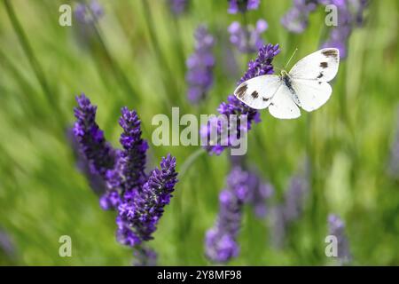 Macro di una farfalla di cavolo bianco su un fiore di lavanda viola Foto Stock