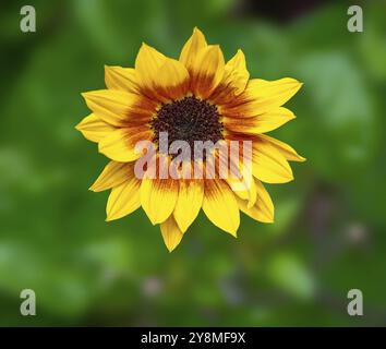 Primo piano di un piccolo girasole per il balcone chiamato Sunbelievable Foto Stock