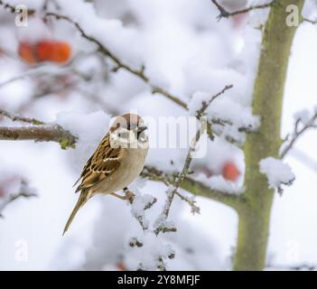 Primo piano di un passero seduto su un melo coperto di neve Foto Stock