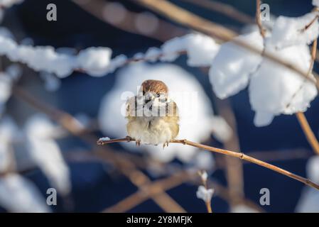 Primo piano di un passero seduto su un cespuglio innevato Foto Stock