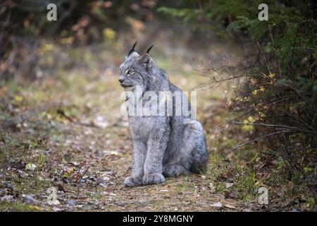 Lynx nel parco nazionale del Wild Riding Mountain Canada Foto Stock