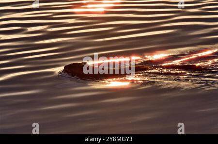 Il ratto muschiato nuota al tramonto a Saskatchewan in Canada Foto Stock