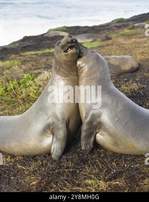 Le foche degli elefanti condividono il loro calore in una giornata invernale sul Pacifico Foto Stock