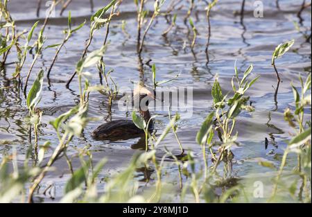 Eared Grebe in uno stagno in Saskatchewan in Canada Foto Stock