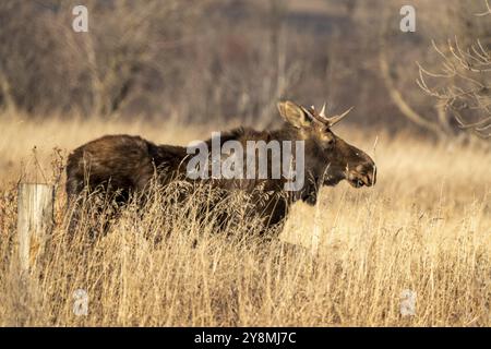 Mucca femmina Moose nella Valle Saskatchewan Foto Stock