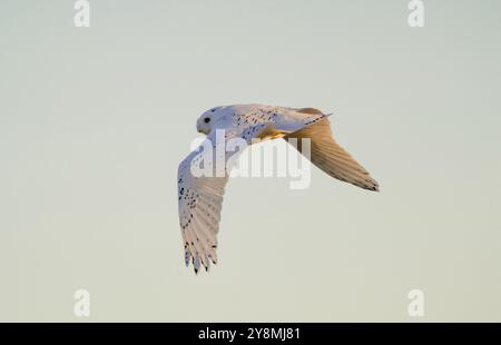 Gufo innevato in inverno a Saskatchewan, Canada, splendida Foto Stock