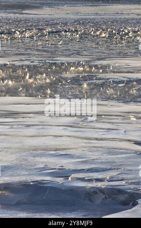 Cristalli di ghiaccio che si formano sul lago Saskatchewan Canada Foto Stock