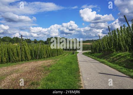 Coltivazione del luppolo in un luppolo in Baviera, in una zona chiamata Hallertau, famosa per la coltivazione del luppolo Foto Stock