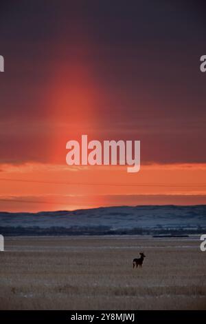 Pilastro di luce Saskatchewan prairie sunset Canada scenic Foto Stock