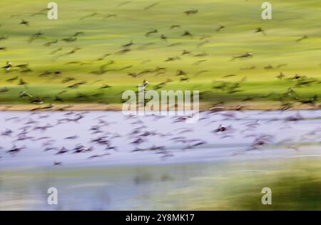 Stormo di uccelli neri in volo in Saskatchewan in Canada Foto Stock