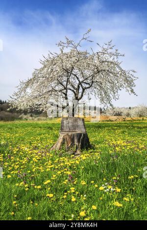 Sedia di legno fatta di un tronco d'albero in un prato con fiori di dente di leone e un ciliegio fiorito Foto Stock