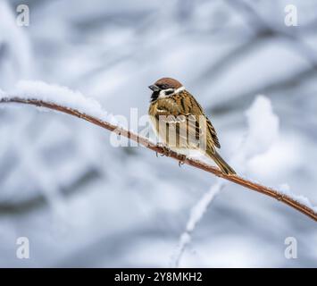 Primo piano di un passero seduto su un cespuglio innevato Foto Stock