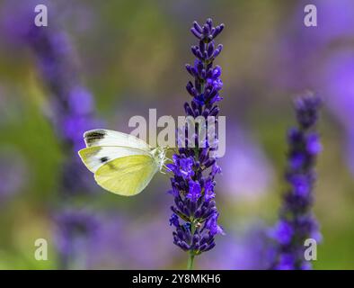 Macro di una farfalla di cavolo bianco su un fiore di lavanda viola Foto Stock