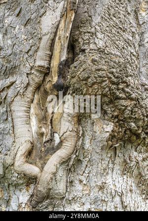 Knobby weathered corteccia di un vecchio albero Foto Stock