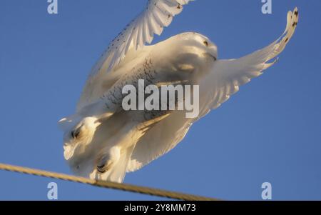 Gufo innevato in inverno a Saskatchewan, Canada, splendida Foto Stock