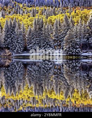 Cypress Hills prima nevicata Alberta Saskatchewan Canada Foto Stock